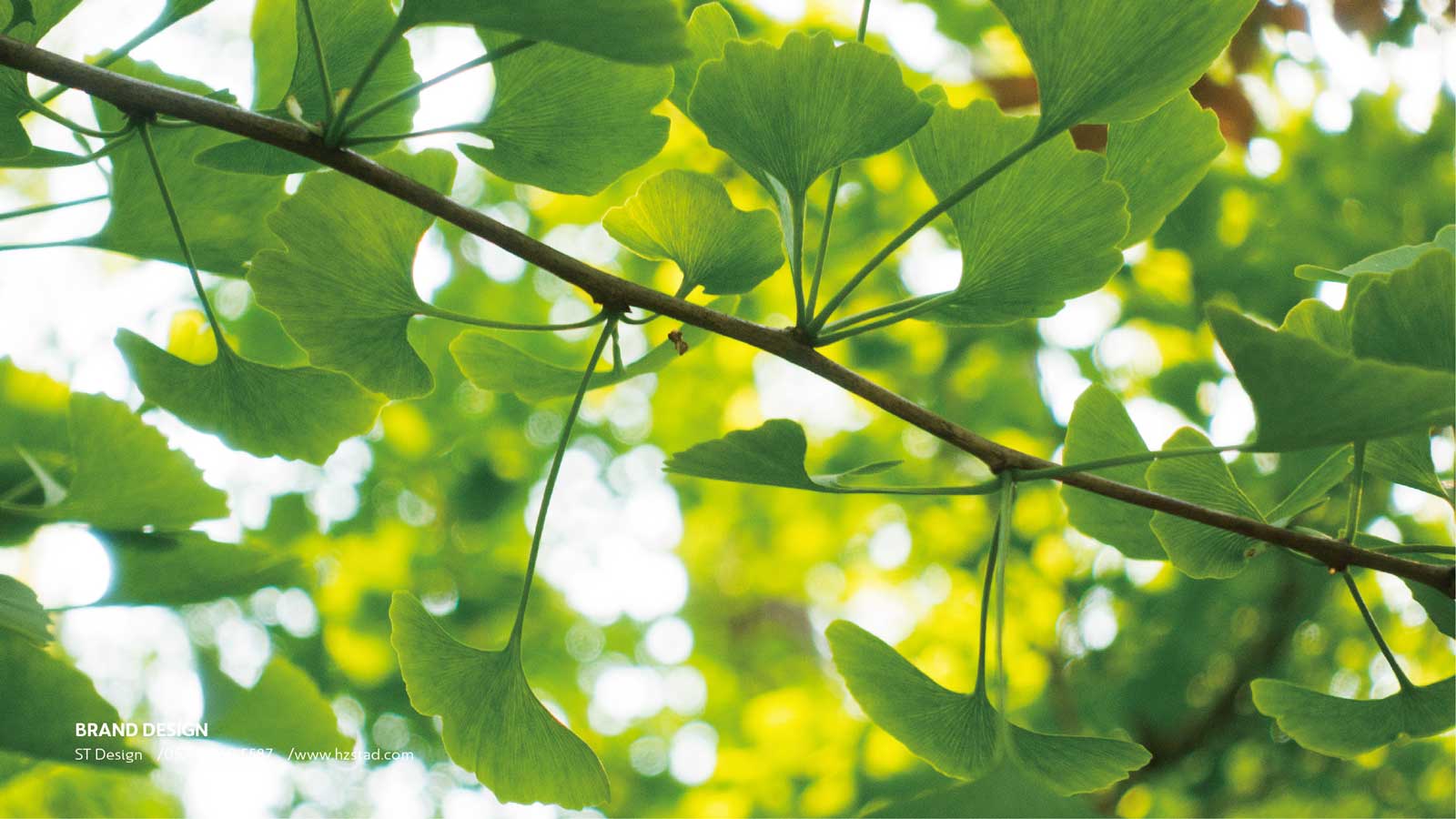 vi設計一套收費標準怎么看？