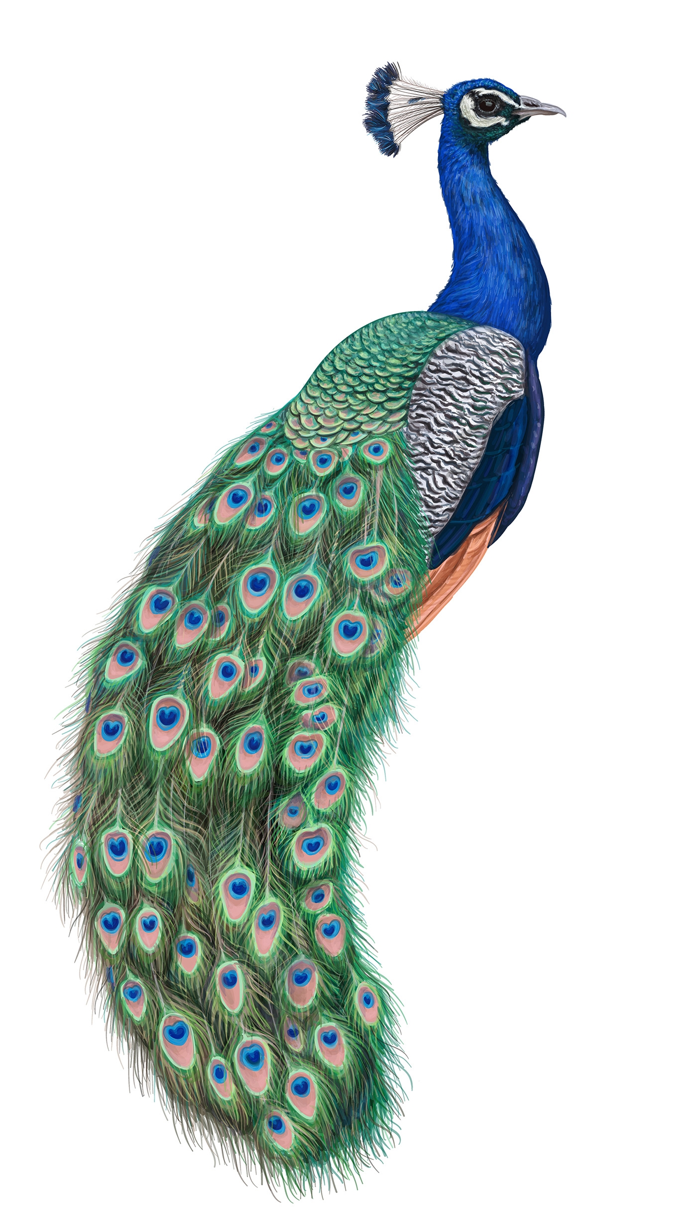 自然界野生動物來體現化妝品的純天然—護膚品包裝設計